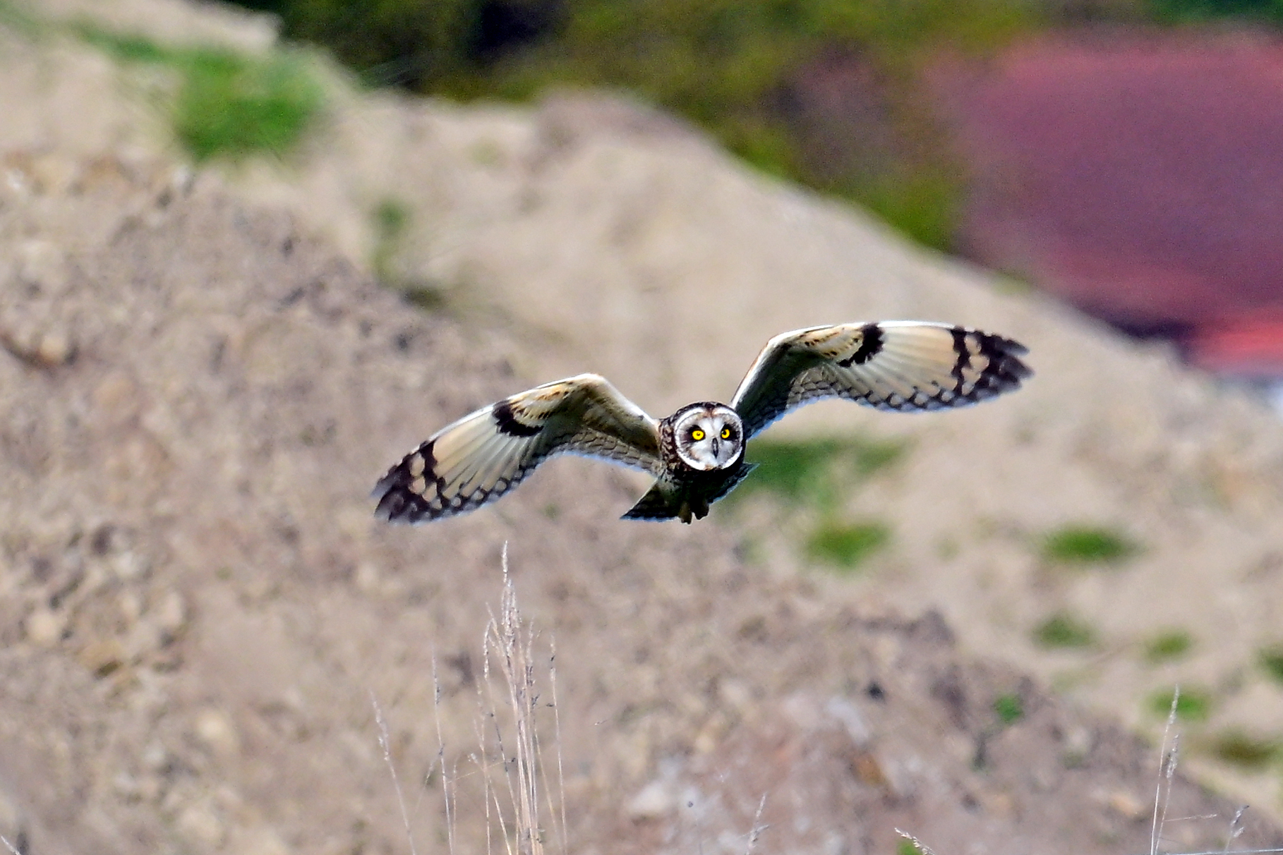 Dow's Bird Photos