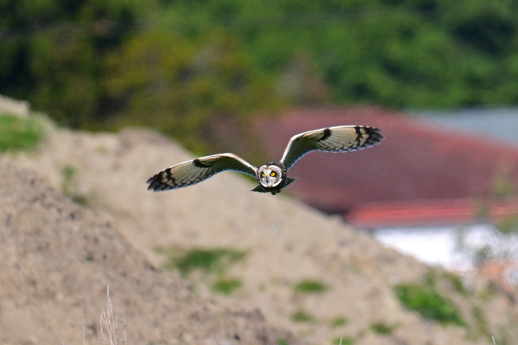 Dow's Bird Photos